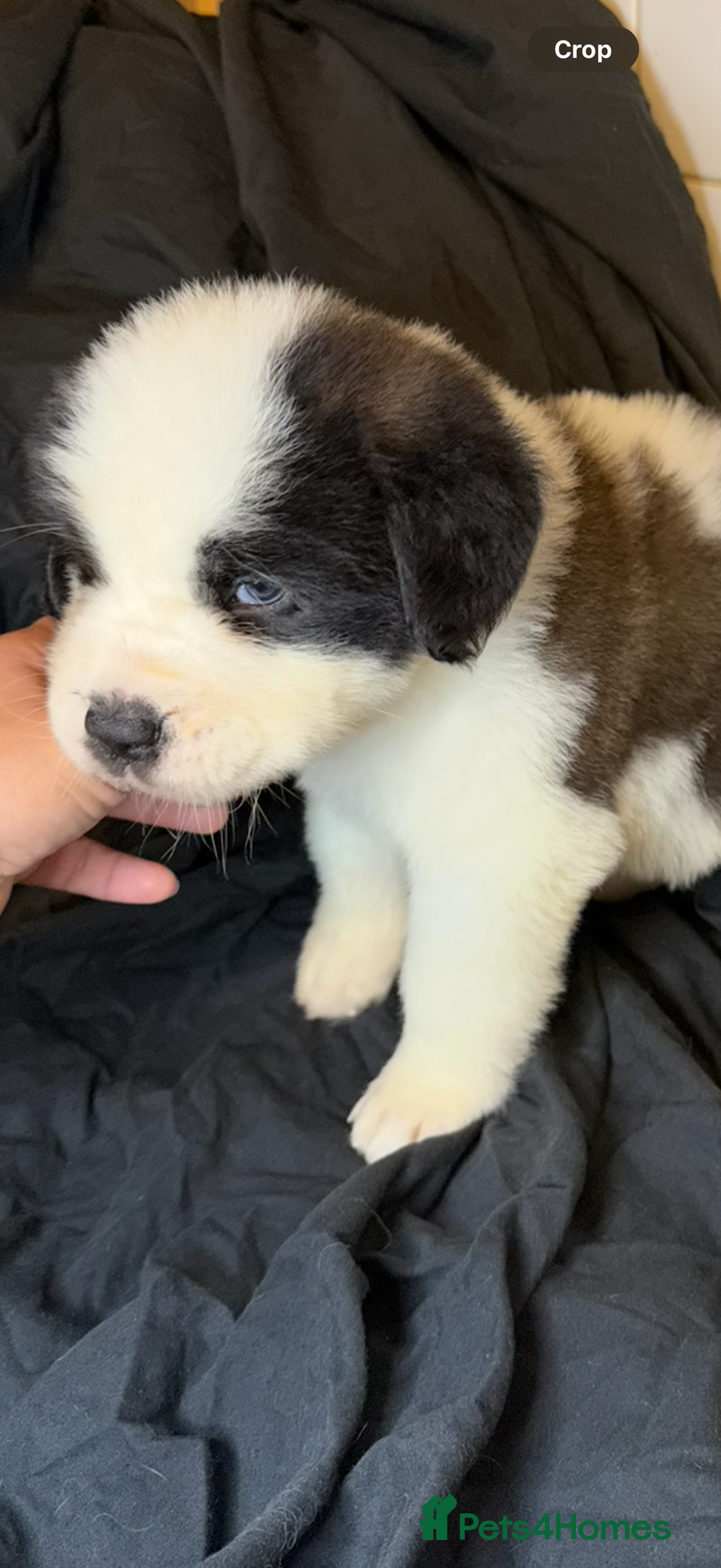 Saint Bernard dogs for sale: Saint Bernard puppies  - Image 23