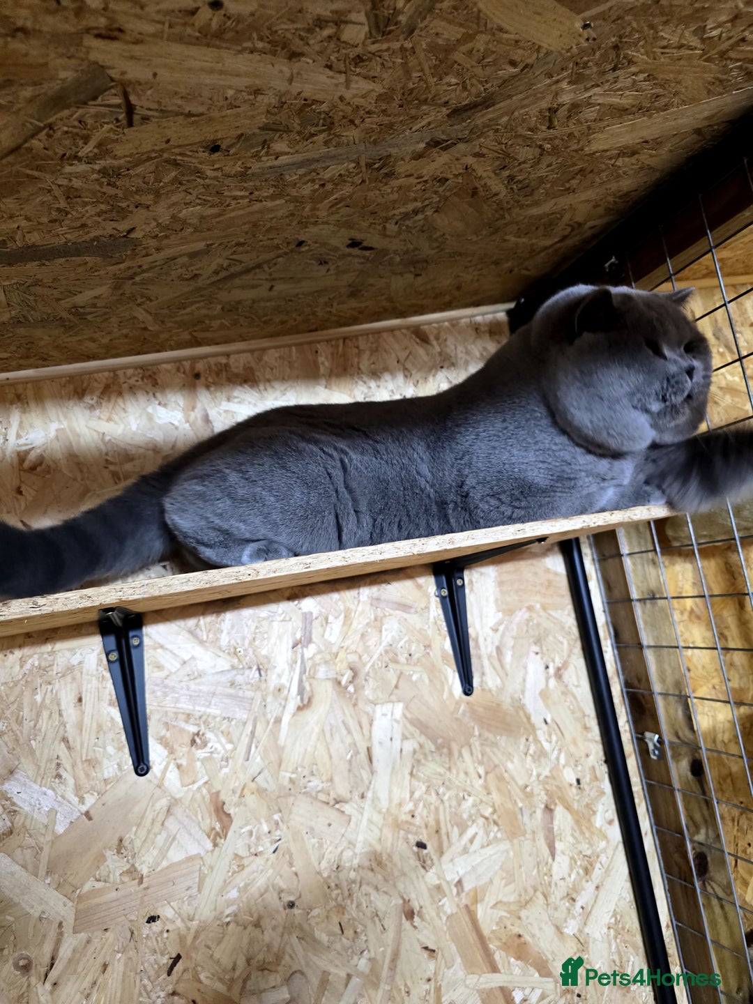 British Shorthair cats for stud: BEST QUALITY STUD -IMPORTED FROM EU in Cheltenham - Image 7