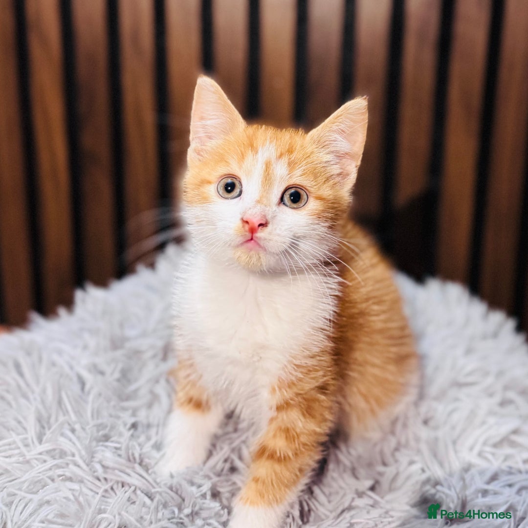 Mixed Breed cats for sale: 🎃 4 Pumpkin Gingers & 2 Phantom Kittens 👻 - Image 14