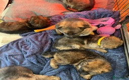 German Shepherd dogs for sale: German shepherd puppies - Stunning - Advert 12