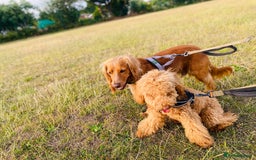 Cockapoo dogs for sale: Stunning RED COCKERPOO - Image 4