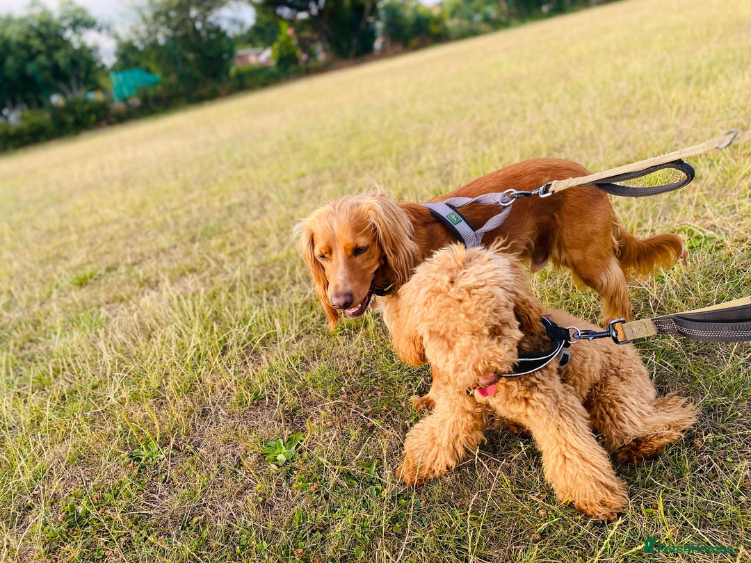 Cockapoo dogs for sale: Stunning RED COCKERPOO - Image 4