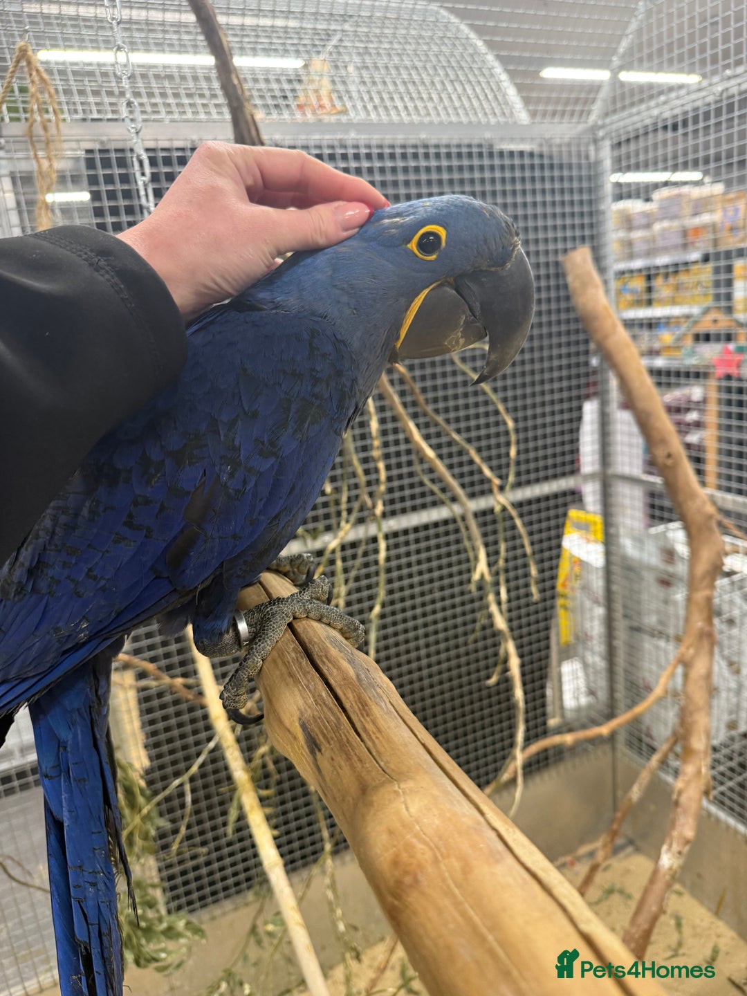 Macaws birds for sale: Beautiful Baby Handreared Hyacinth Macaw  - Advert 3