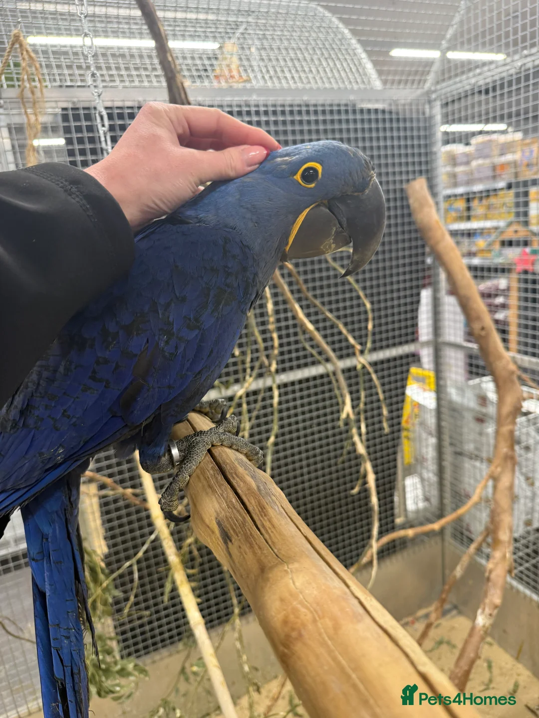 Macaws birds for sale: Beautiful Baby Handreared Hyacinth Macaw  - Advert 1