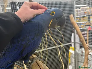 Macaws birds Beautiful Baby Handreared Hyacinth Macaw - Advert 11