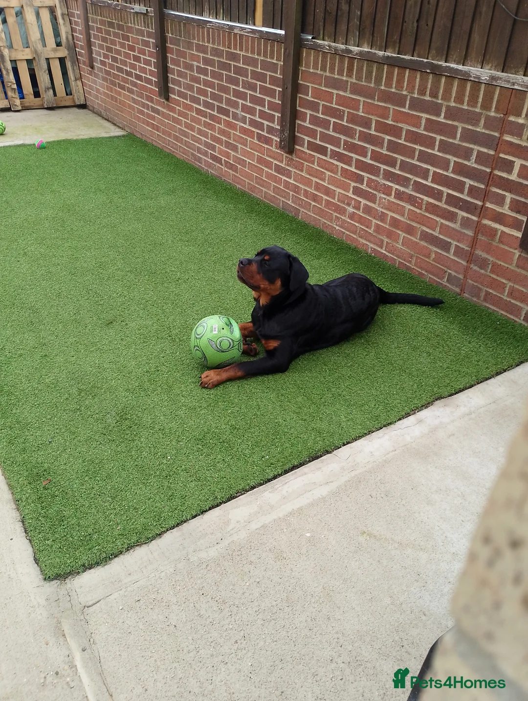 Rottweiler dogs for sale: 8Mth Old Rottie Male Pup - Advert 2