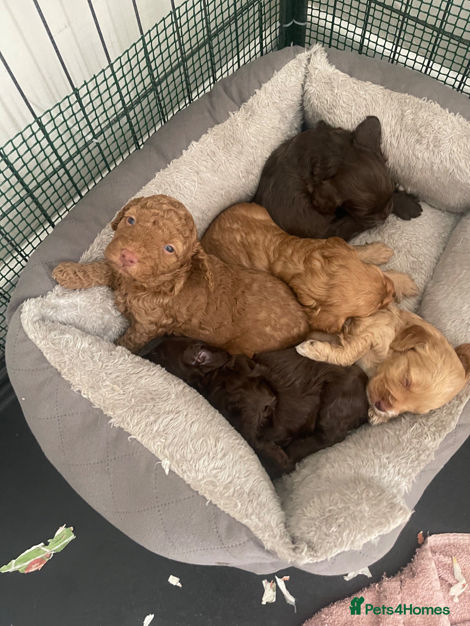 Cockapoo dogs DNA tested miniature cockapoo puppies  - Advert 18