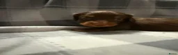 Dachshund dogs for sale: Gorgeous long haired daschunds available in Barnsley - Advert 2