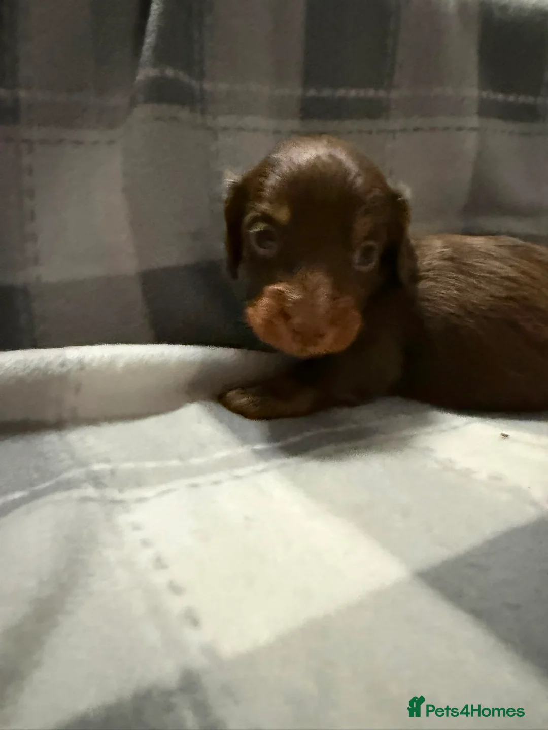Dachshund dogs for sale: Gorgeous long haired daschunds available in Barnsley - Advert 2