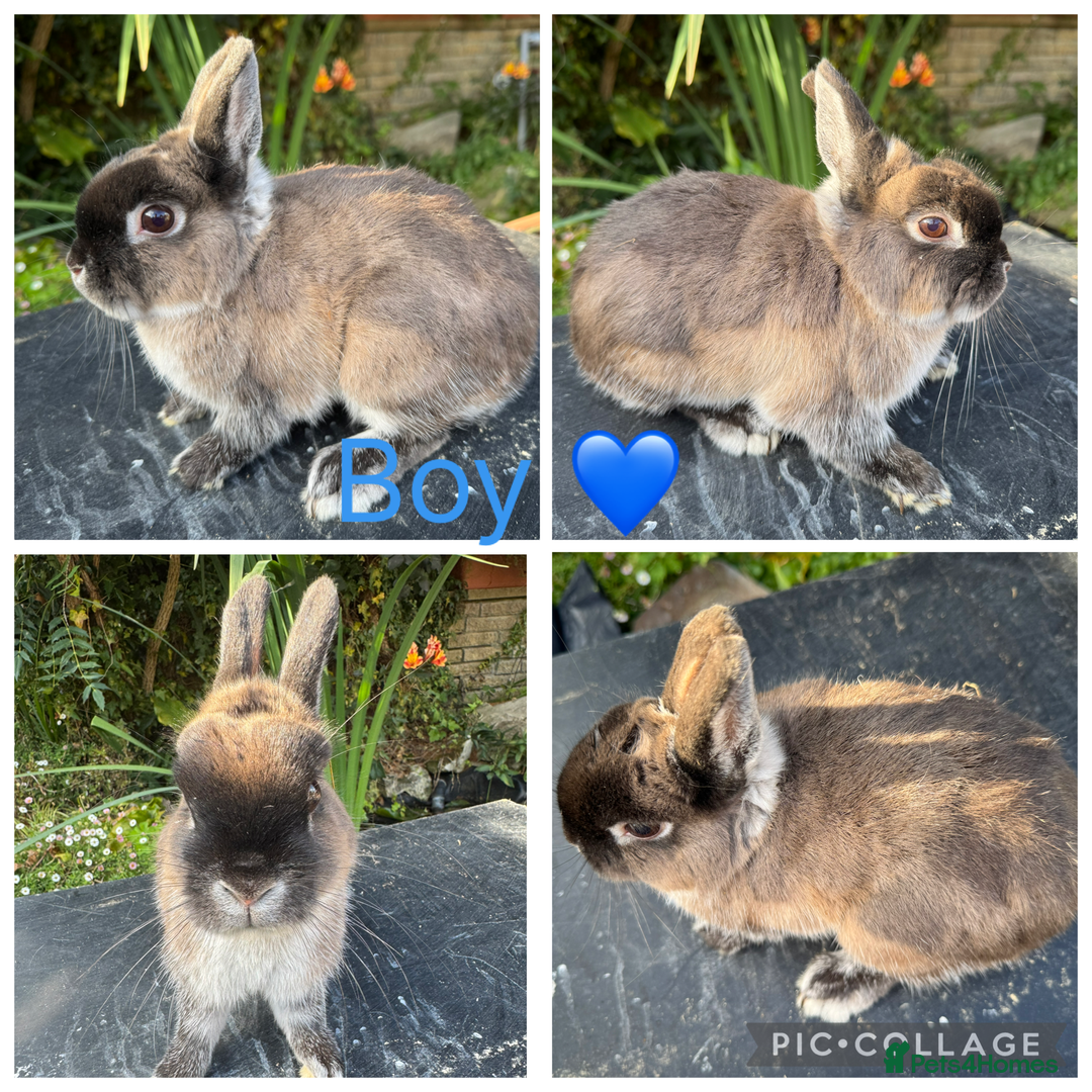 Netherland Dwarf rabbits for sale: 2 Stunning Purebred Male Netherland Dwarfs  - Image 2