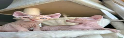Sphynx cats for sale: Champion sphynx kittens  - Advert 3