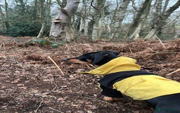 Mixed Breed dogs for sale: male black & tan daschund x jack russell  - Image 3