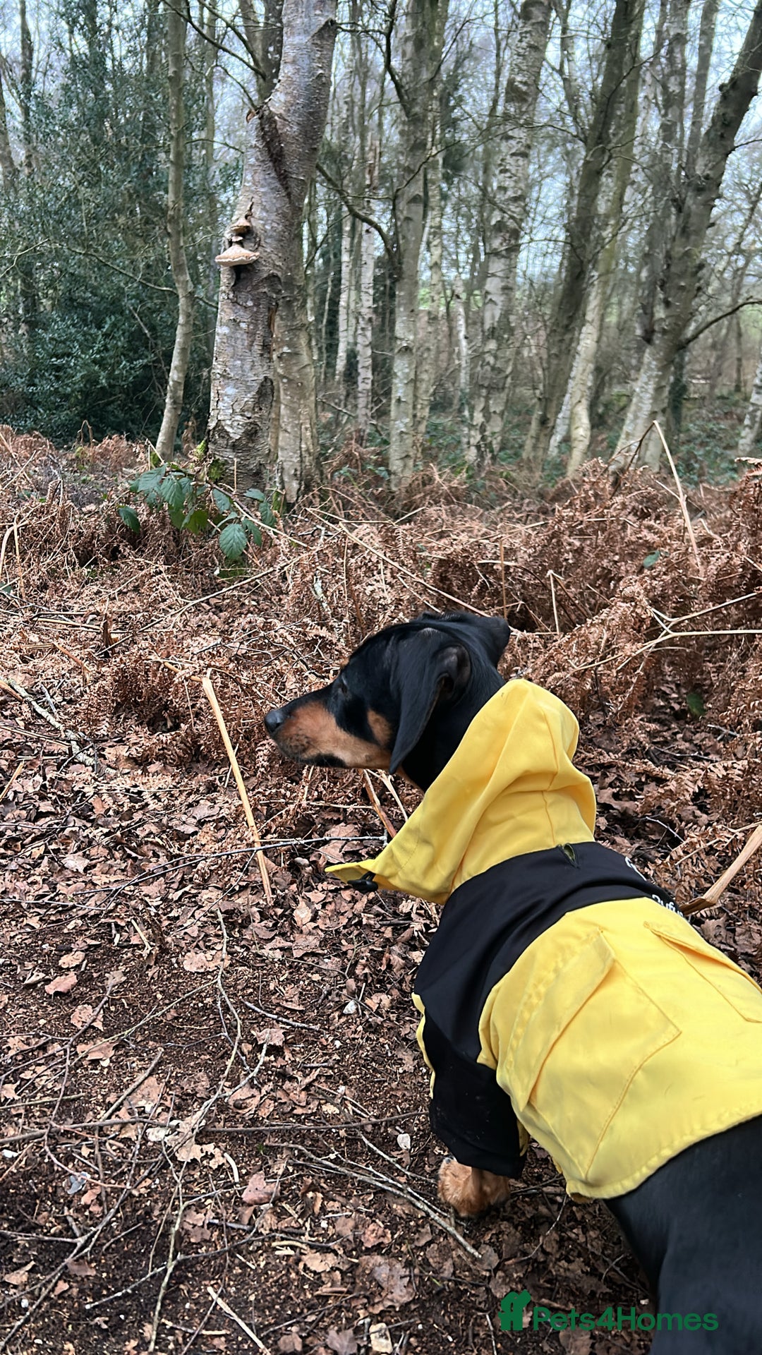 Mixed Breed dogs for sale: male black & tan daschund x jack russell  - Image 3