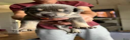 Mixed Breed dogs for sale: American bully x Gsd puppies  in Ripley - Advert 3