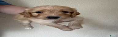 Cockapoo 2
