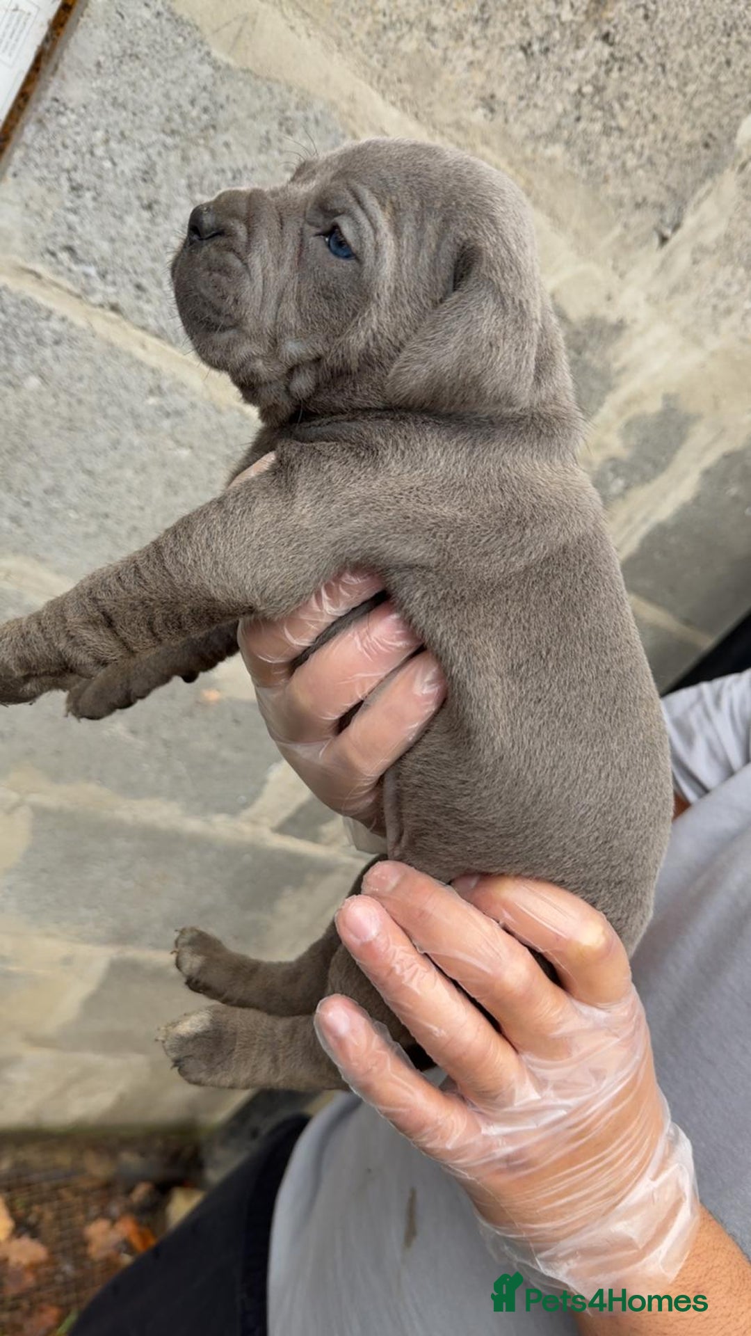 Cane Corso dogs for sale: Top Quality Purebred 8 Blue Cane Corso Puppies  - Advert 12