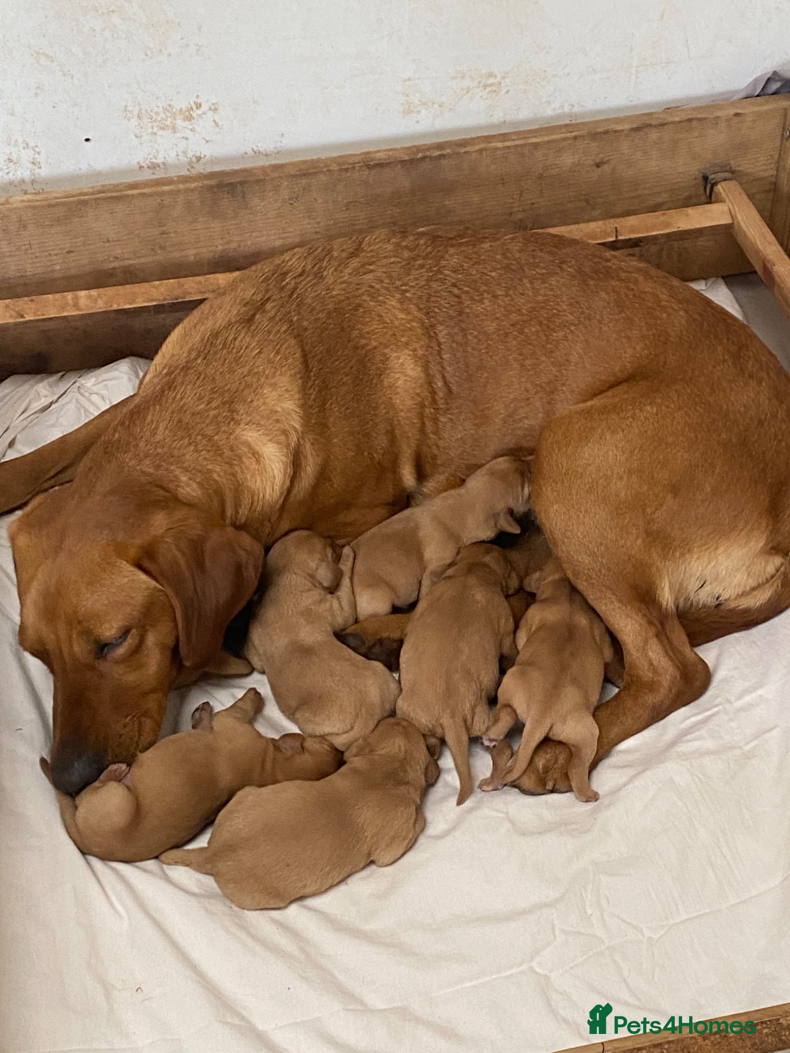 Labrador Retriever dogs Labrador pups from working lines  - Advert 1