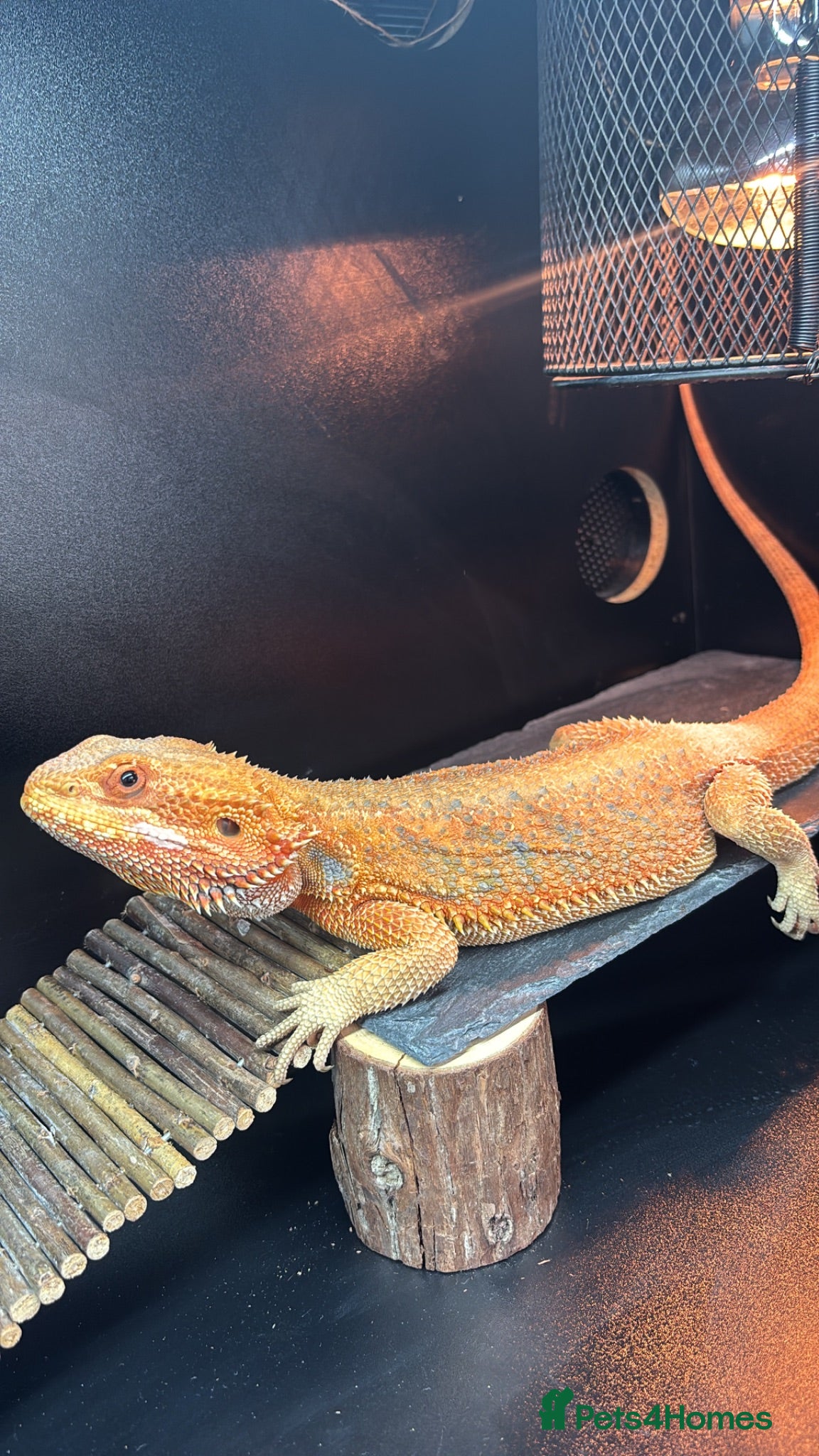 Bearded Dragon reptiles Bearded Dragon + full setup up - Advert 6