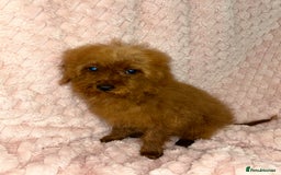 Labradoodle dogs for sale: F1b miniature labradoodles  - Image 4