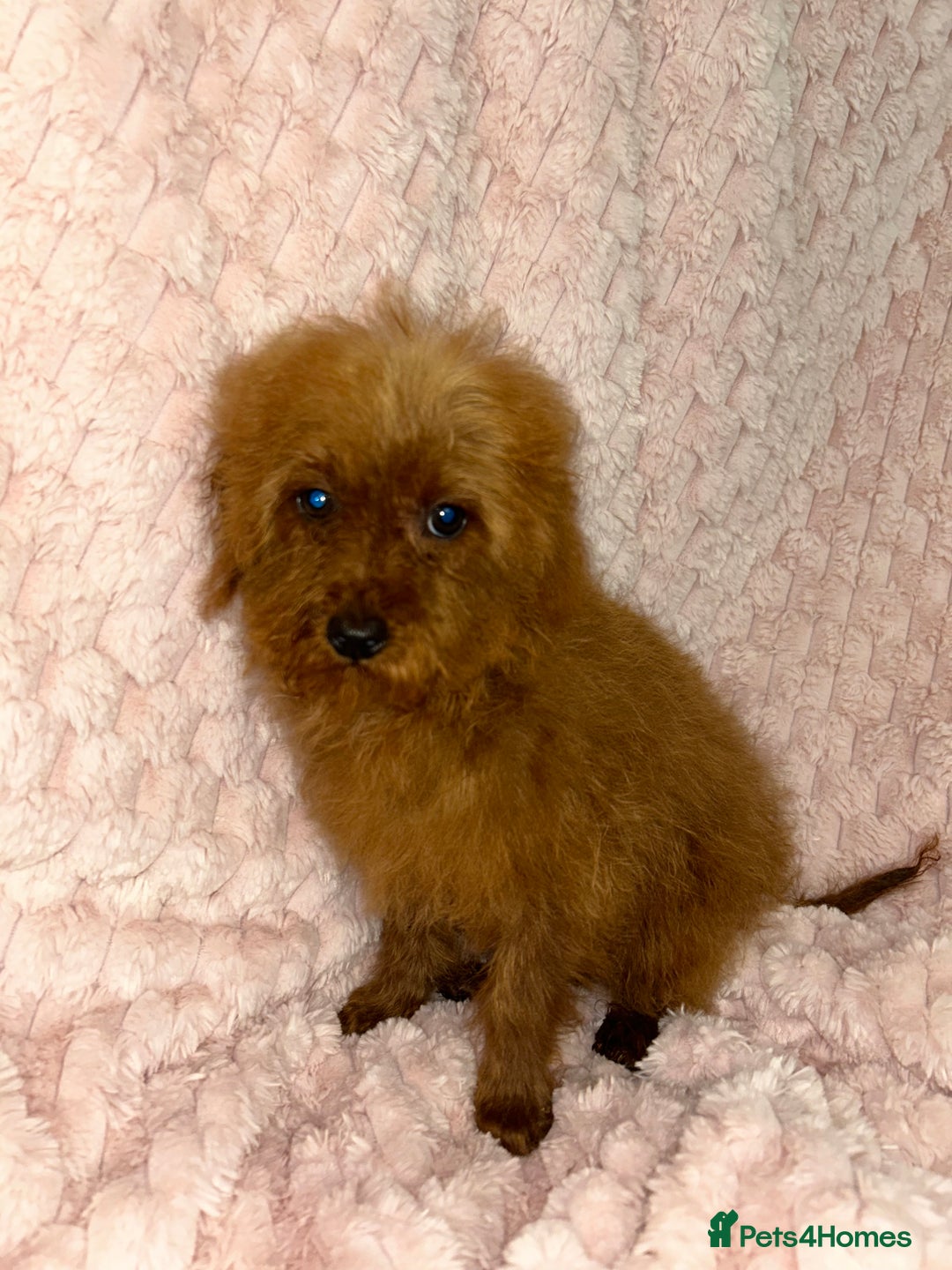Labradoodle dogs for sale: F1b miniature labradoodles  - Image 4