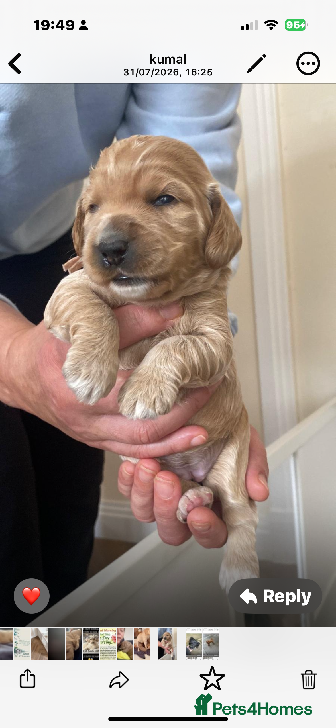 Cockapoo dogs Leics Charnwood Cockapoos DNA/ Genetically Tested  - Advert 2
