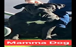 Cane Corso dogs for sale: Pedigree Cane Corso Puppies  - Image 26