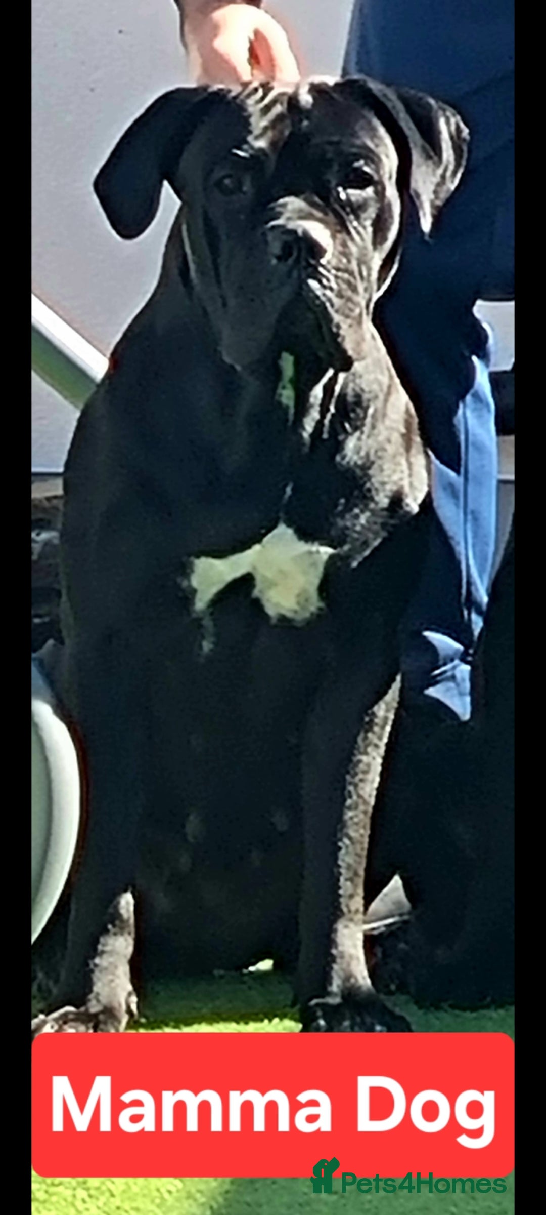 Cane Corso dogs for sale: Pedigree Cane Corso Puppies  - Image 26