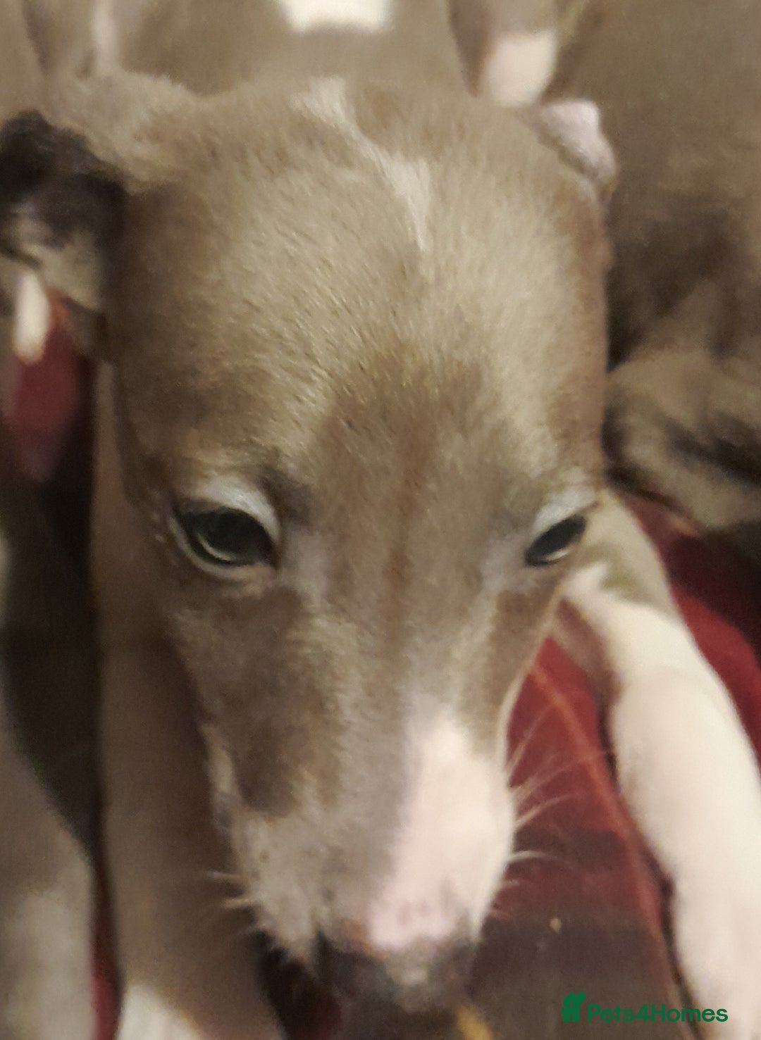 Whippet dogs for sale: KC Whippet puppies - Advert 9