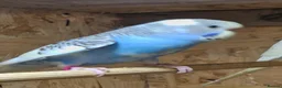 Budgerigars birds for sale: Baby budgies now available - Advert 7