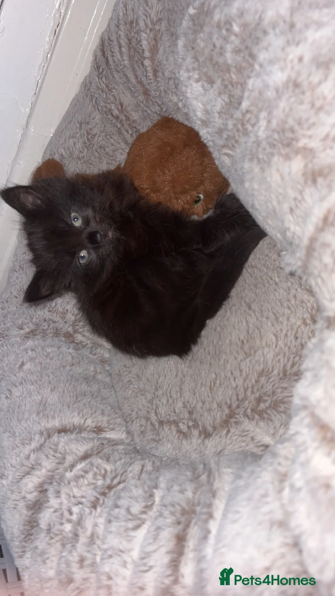 Mixed Breed cats for sale: singular black kitten  in Stockport - Advert 3