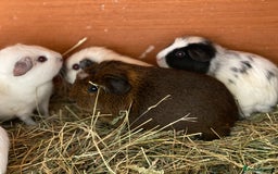 Guinea Pig rodents for sale: Beautiful mix of baby male Guineapigs dal Cali ect - Image 3