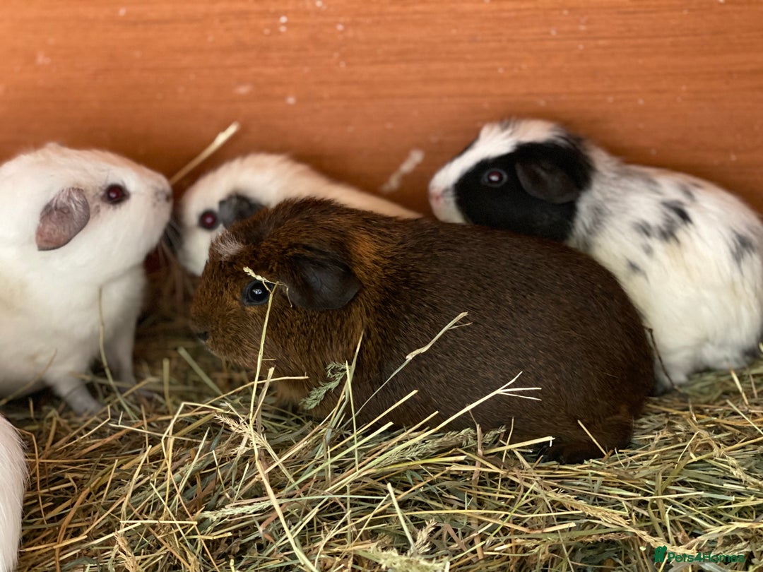 Guinea Pig rodents for sale: Beautiful mix of baby male Guineapigs dal Cali ect - Image 3