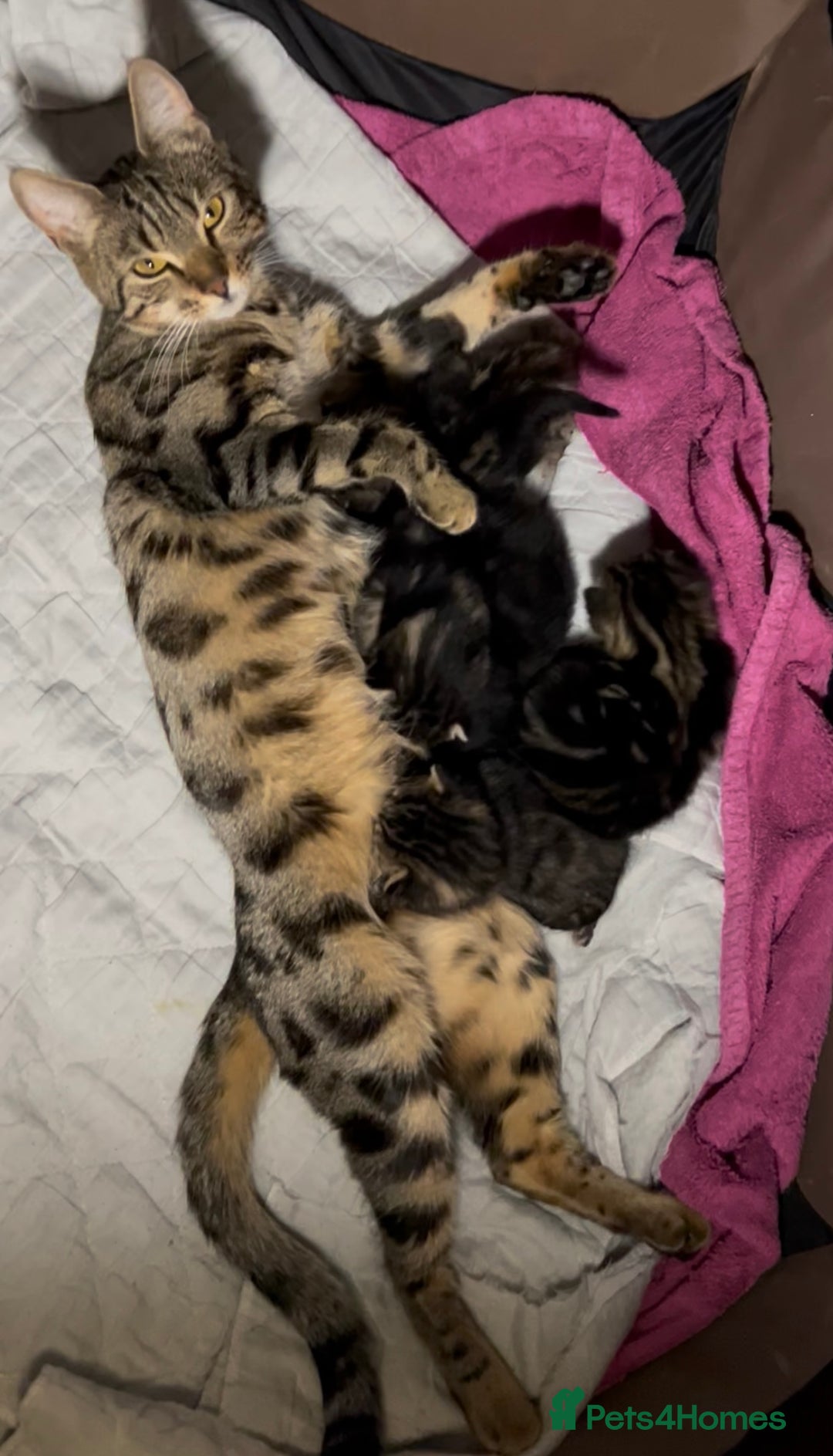 Bengal cats for sale: 3/4 Bengal - cross kittens  - Image 23