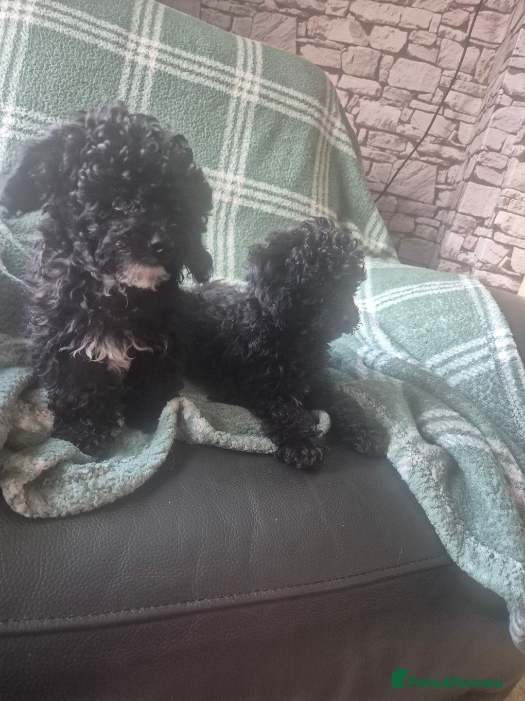 Poodle dogs for sale: 3/4 poodle puppies - Advert 4