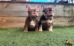French Bulldog dogs for sale: 1 female available  READY TO LEAVE,   - Image 2