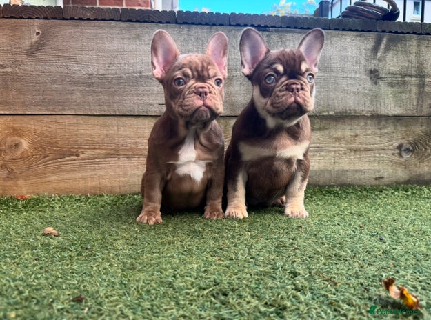 French Bulldog dogs - Advert 2