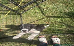 Border Collie dogs for sale: Beautiful baby borders  - Image 5