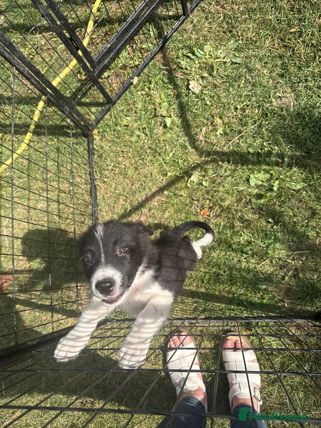 Border Collie dogs for sale: Beautiful baby borders  - Image 5