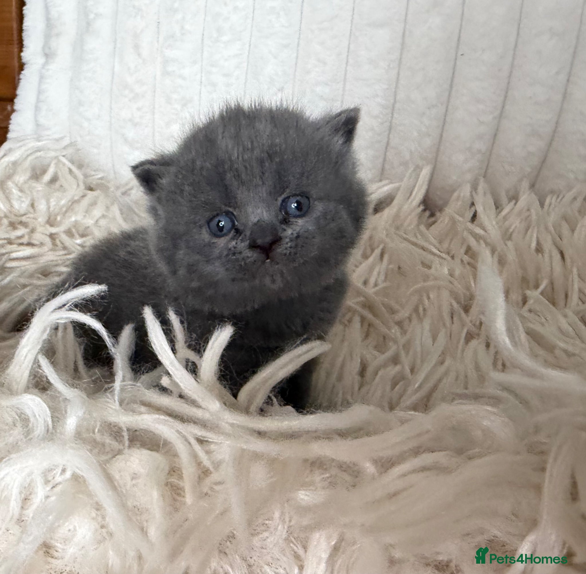 British Shorthair cats ✨ Quality pedigree British Shorthair Kittens  - Advert 2