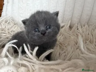 British Shorthair cats ✨ Quality pedigree British Shorthair Kittens - Advert 3