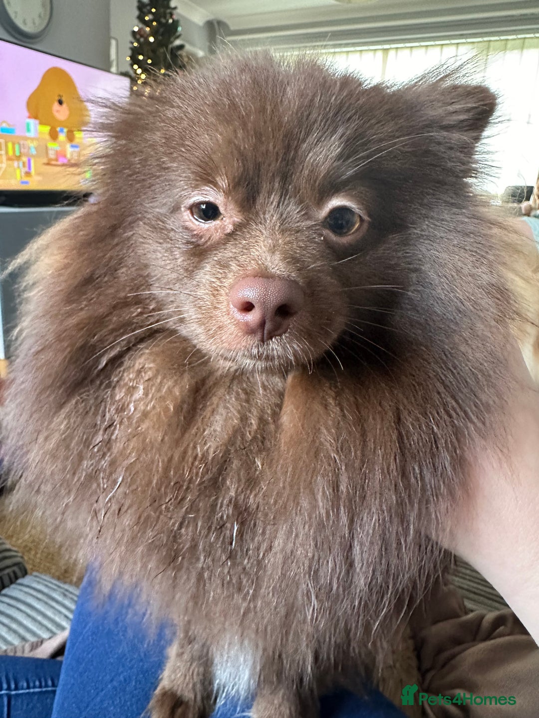 Pomeranian dogs for sale: Adorable pair of 1 year old Pomeranian boys!  - Image 11