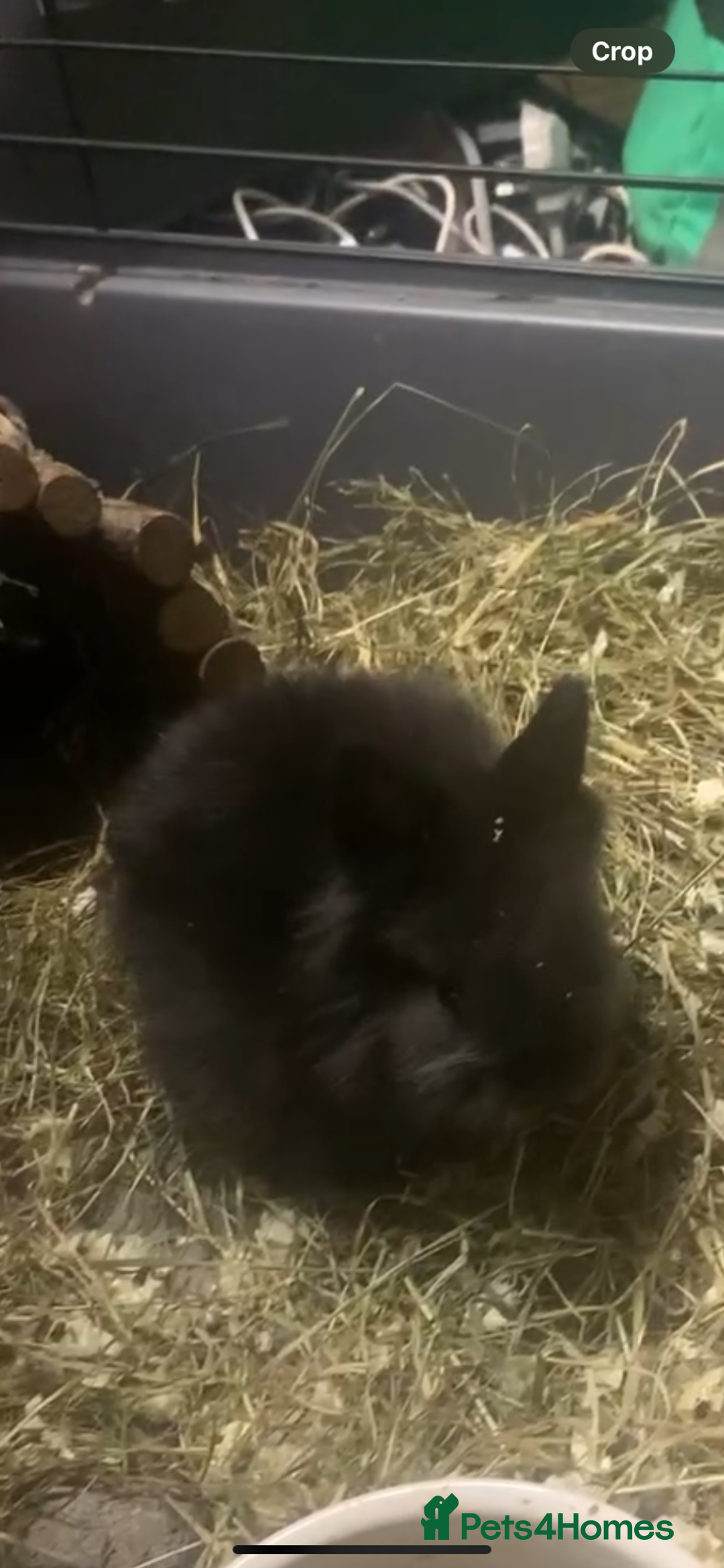 Lionhead rabbits for sale: Double mane lionhead bunny  - Advert 1