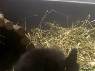 Lionhead rabbits Double mane lionhead bunny - Advert 1