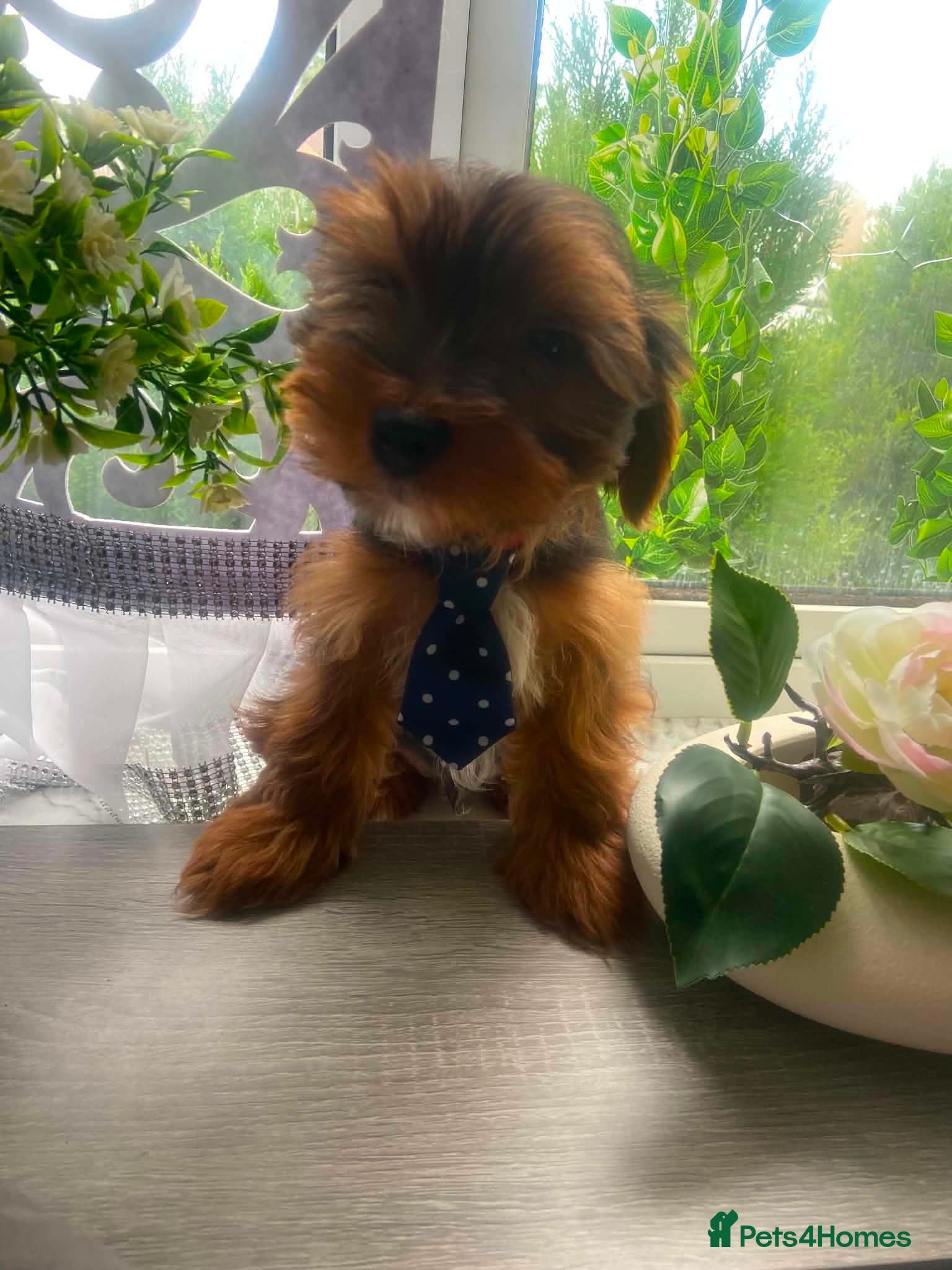 Yorkshire Terrier dogs Wioletta - Advert 2