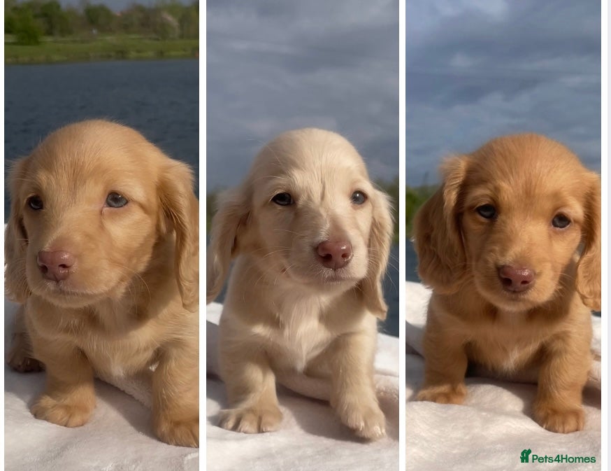 Miniature Dachshund dogs Chocolate based ee Cream/Red Longhaired Dachshunds - Advert 1