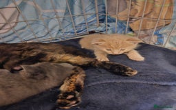 Mixed Breed cats for sale: 3 beautiful kittens  - Image 4