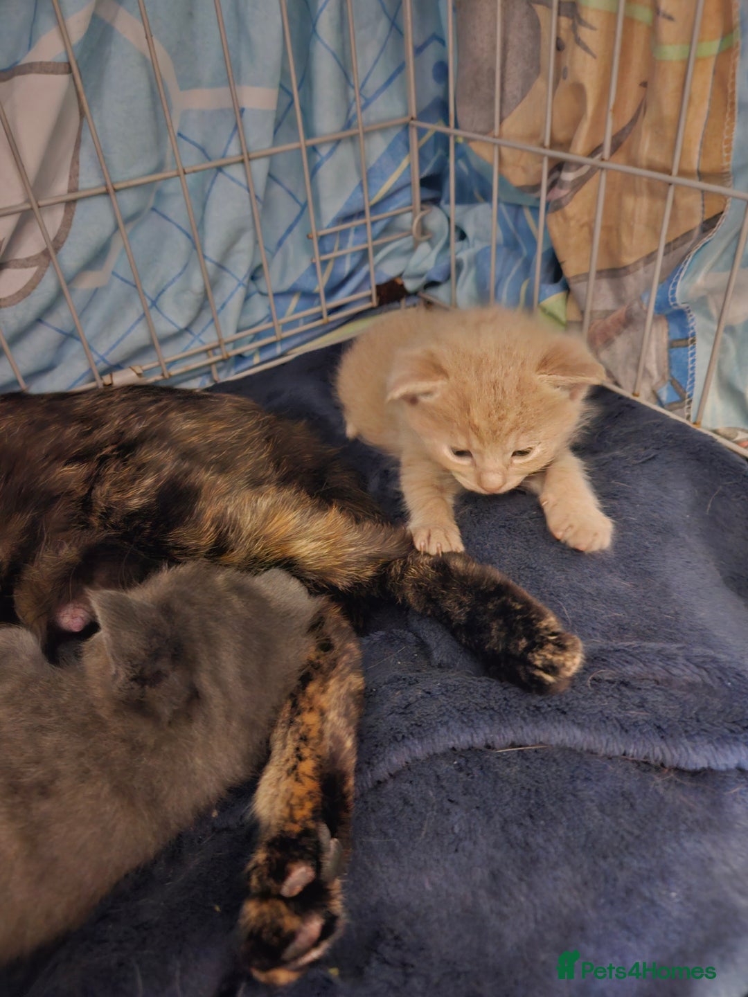 Mixed Breed cats for sale: 3 beautiful kittens  - Image 4