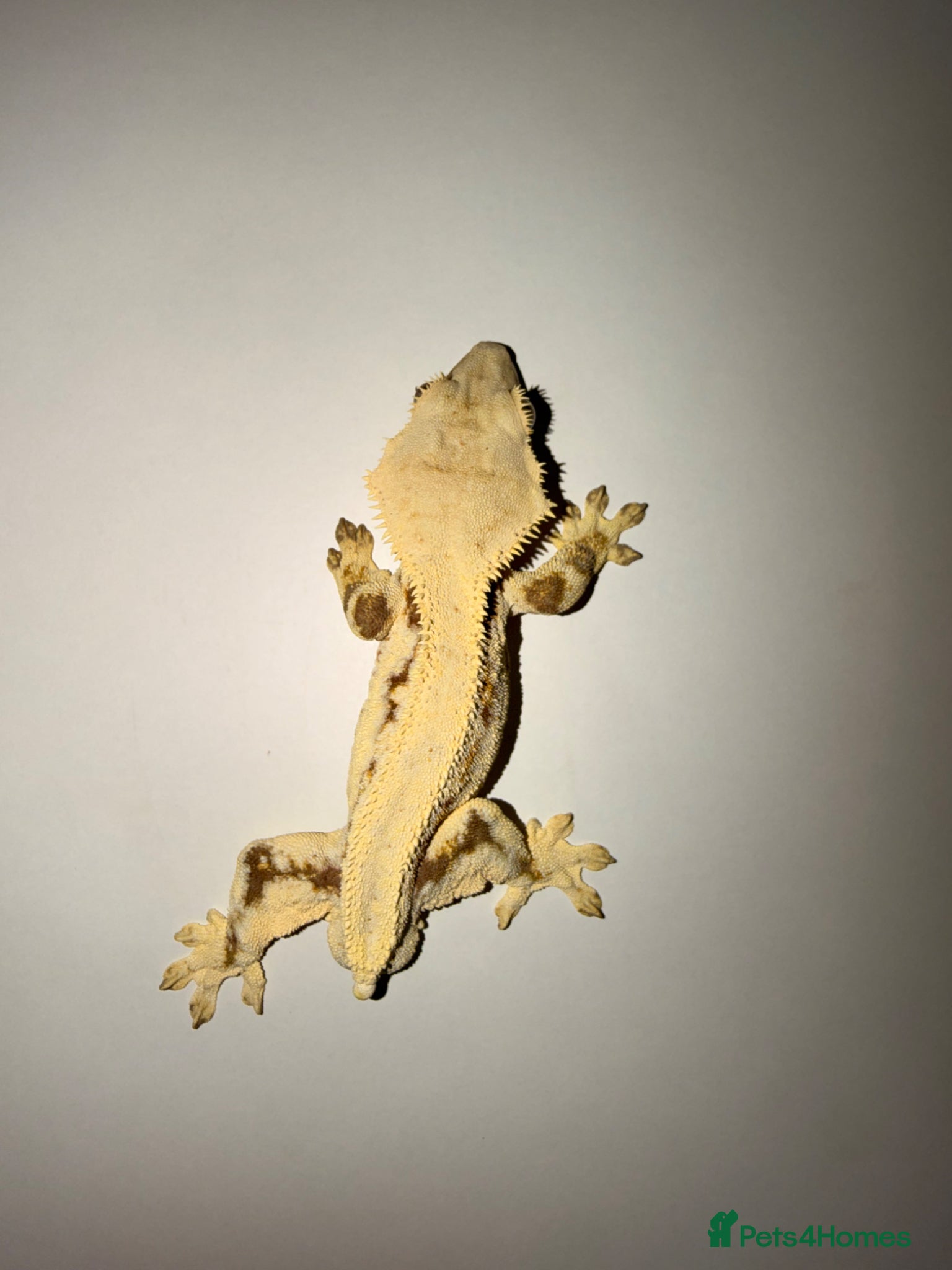 Gecko reptiles Crested Gecko  - Advert 23