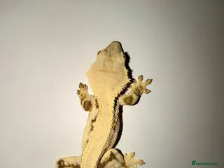 Gecko reptiles Crested Gecko - Advert 23