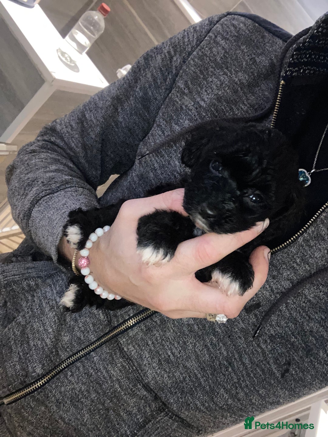 Shihpoo dogs for sale: Payment plans available Toy shihpoo puppies  - Image 18